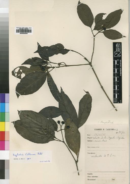 Psychotria callensii E.M.A.Petit - BM000903590