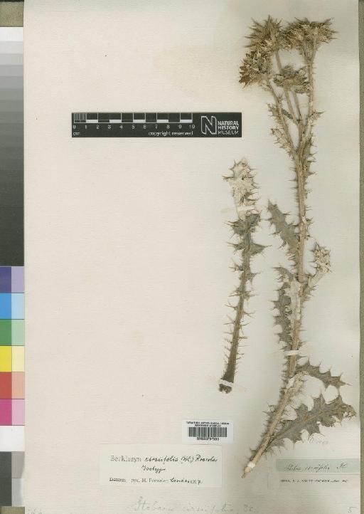 Berkheya cirsiifolia (DC.) Roessler - BM000797365