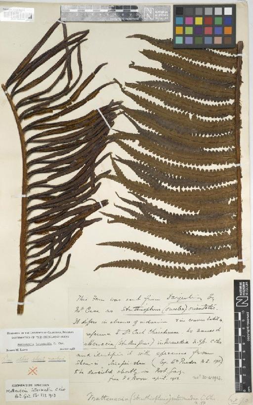Matteuccia intermedia C.Chr. - BM001048344