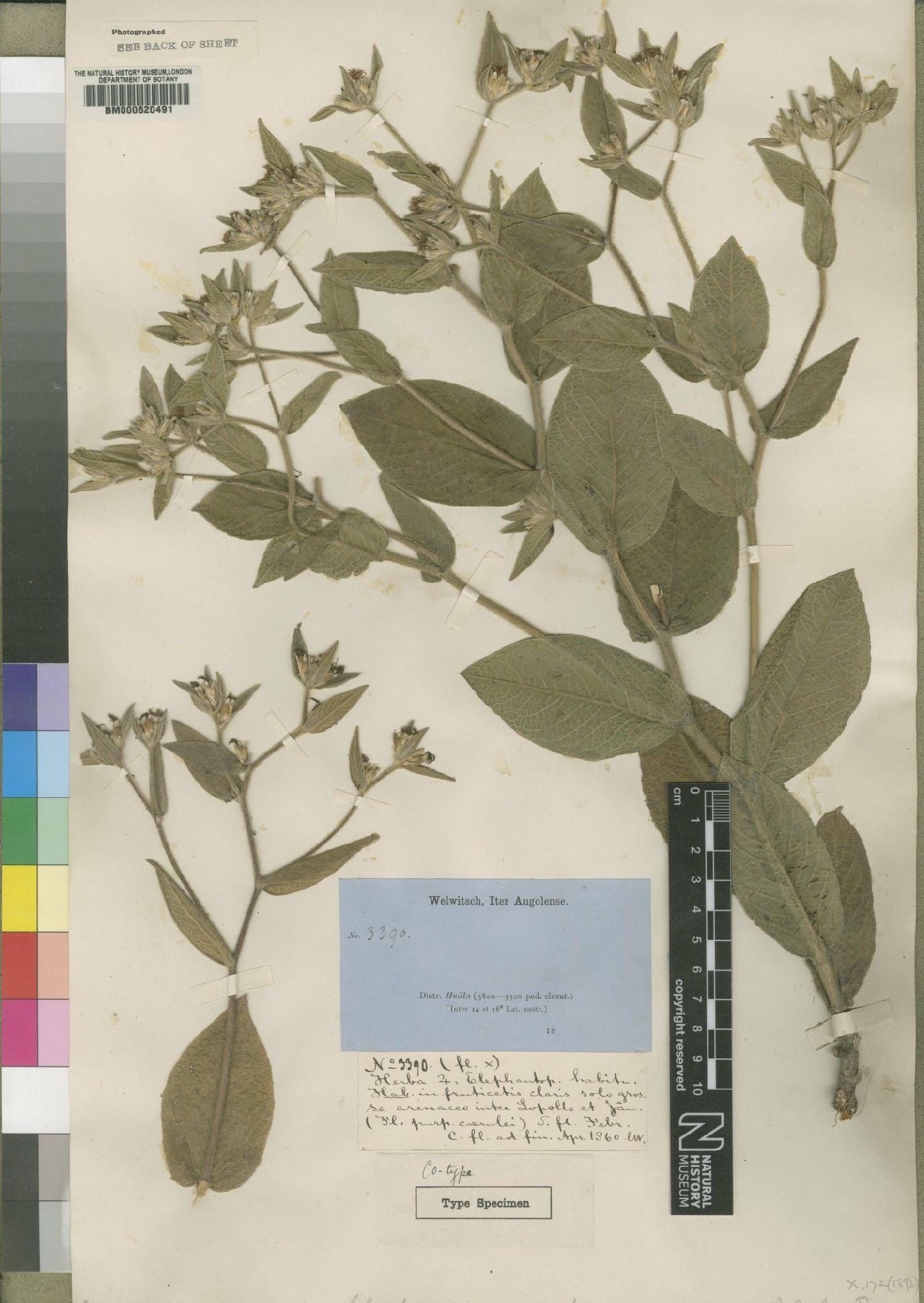 To NHMUK collection (Elephantopus angolensis O.Hoffm.; TYPE; NHMUK:ecatalogue:4528680)