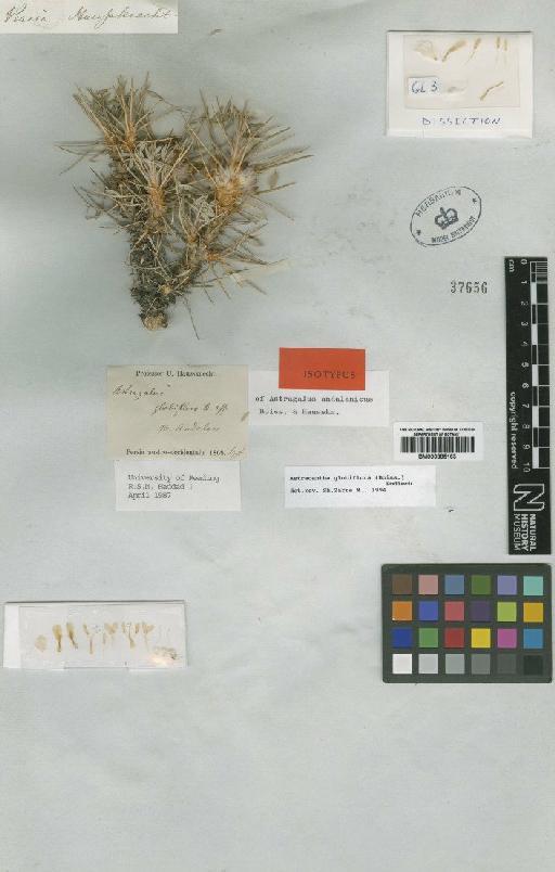 Astragalus globiflorus Boiss. - BM000885163