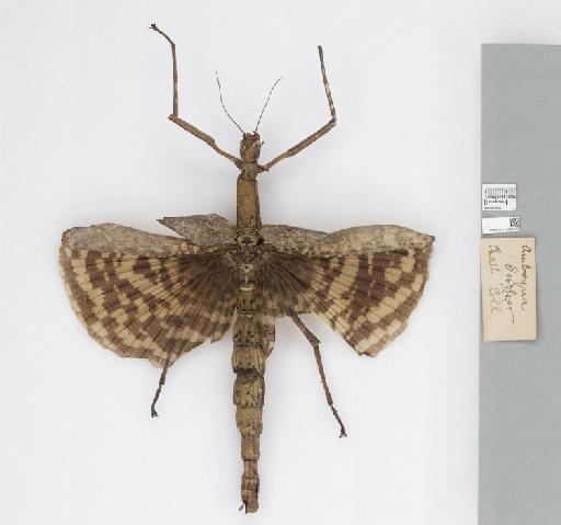 Phasma gigas (Linnaeus, 1758) - 012497282_73752_94075