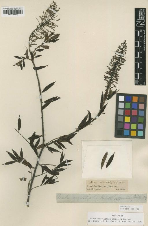 Mabea angustifolia Spruce ex Benth. - BM000947484