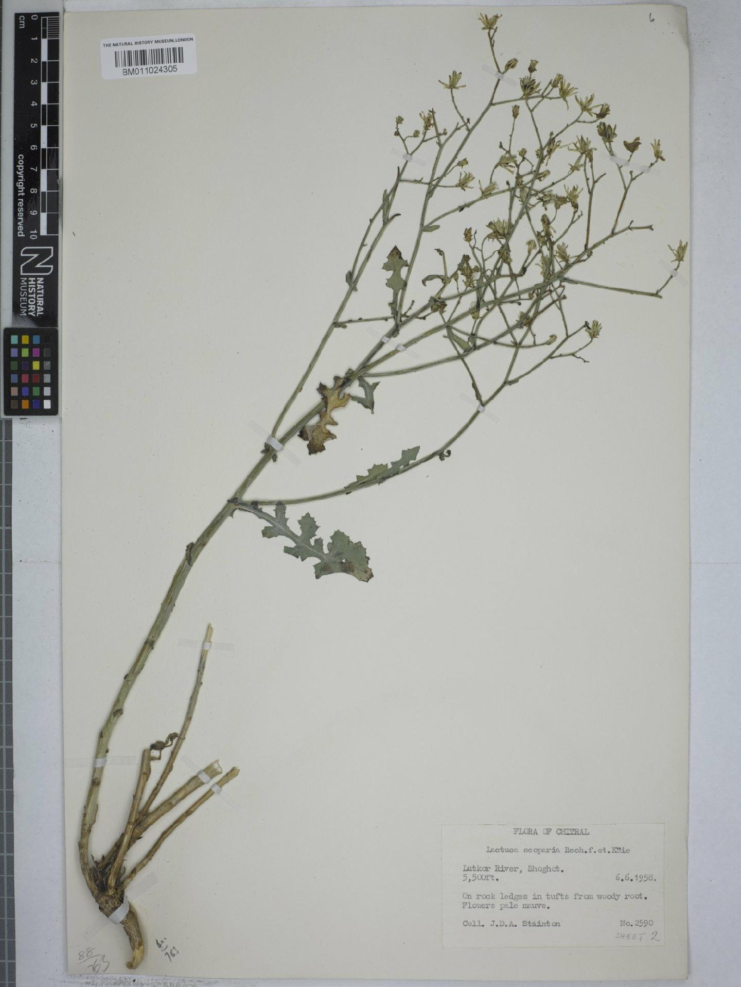 To NHMUK collection (Lactuca scoparia Rech.f. & Köie; NHMUK:ecatalogue:9153012)