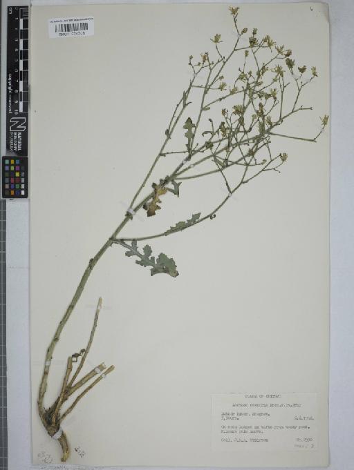 Lactuca scoparia Rech.f. & Köie - 011024305