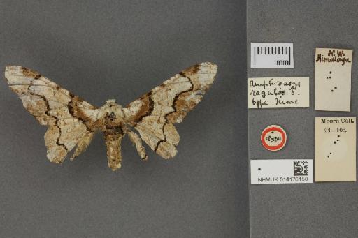 Amphidasis regalis Moore, 1888 - 014176150_Amphidasis_regalis_ST_Labels