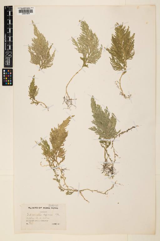 Selaginella biformis A.Braun ex Kuhn - 000779618
