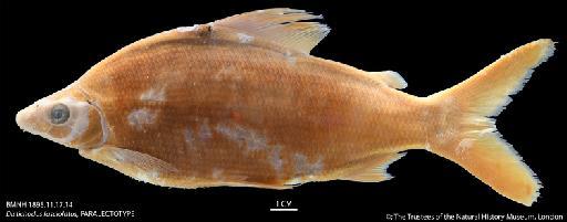 Distichodus fasciolatus Boulenger, 1898 - BMNH 1898.11.17.14 Distichodus fasciolatus, PARALECTOTYPE