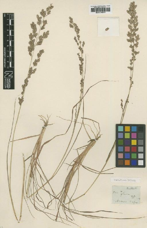 Eragrostis secundiflora J.Presl - BM001042390