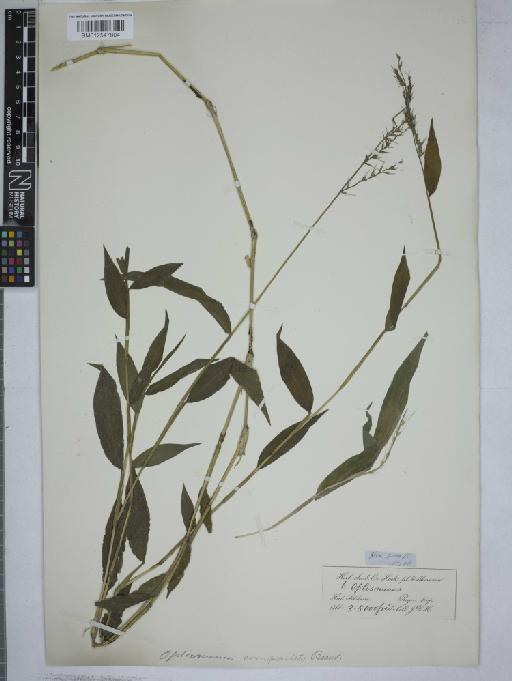 Oplismenus compositus (L.) P.Beauv. - 012547804
