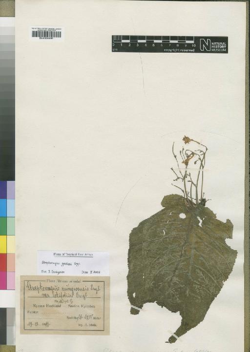 Streptocarpus goetzei Engl. - BM000930981