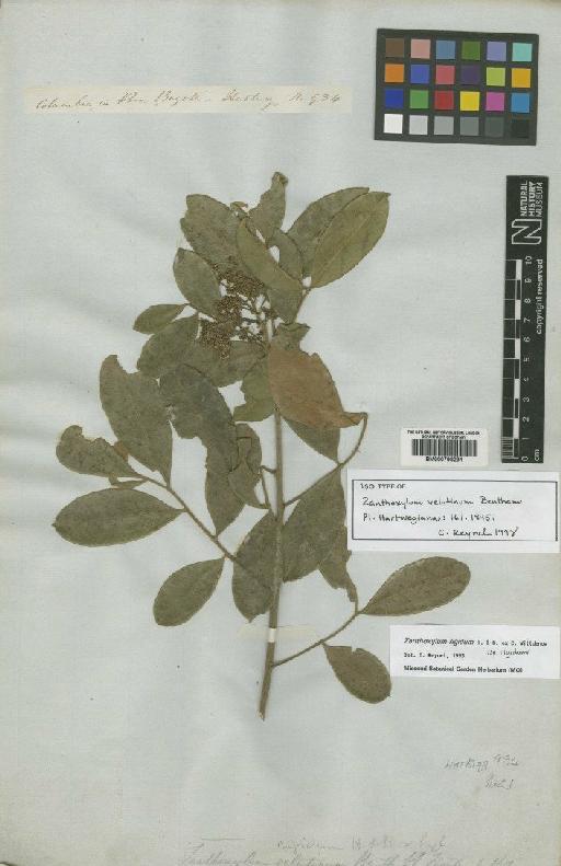 Zanthoxylum rigidum subsp. rigidum Willd. ex Humb. & Bonpl. - BM000798291