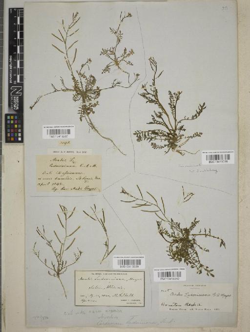 Sibara virginica (L.) Rollins - BM013413340