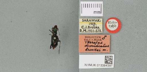 Therates dimidiatus brooksi Nidek, 1977 - 013384387_770164_952315