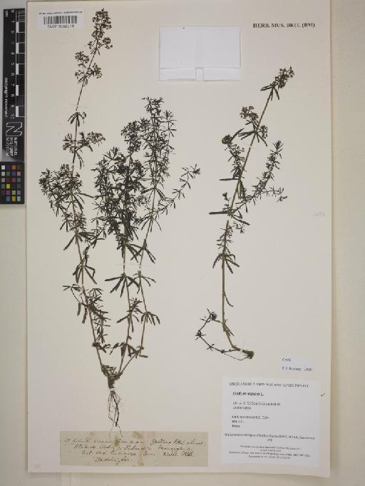 Galium verum L. - BM013858016