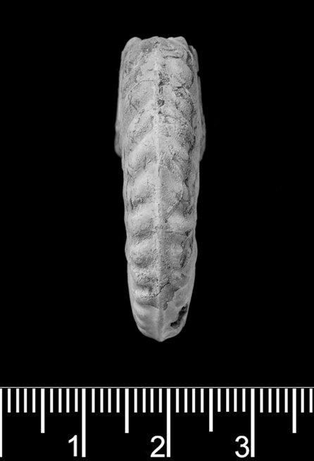 Hysteroceras binum (Sowerby, 1815) - PI C 53341