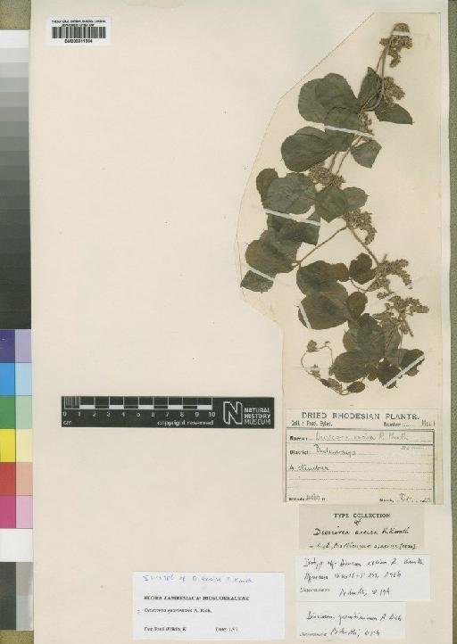Dioscorea quartiniana A.Rich. - BM000911564