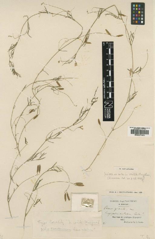 Vicia tenuissima (M.Bieb.) Schinz & Thell. - BM000751072