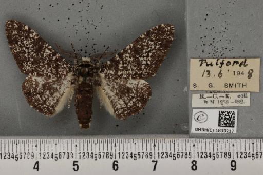 Biston betularia ab. insularia Thierry-Mieg, 1886 - BMNHE_1839217_412913