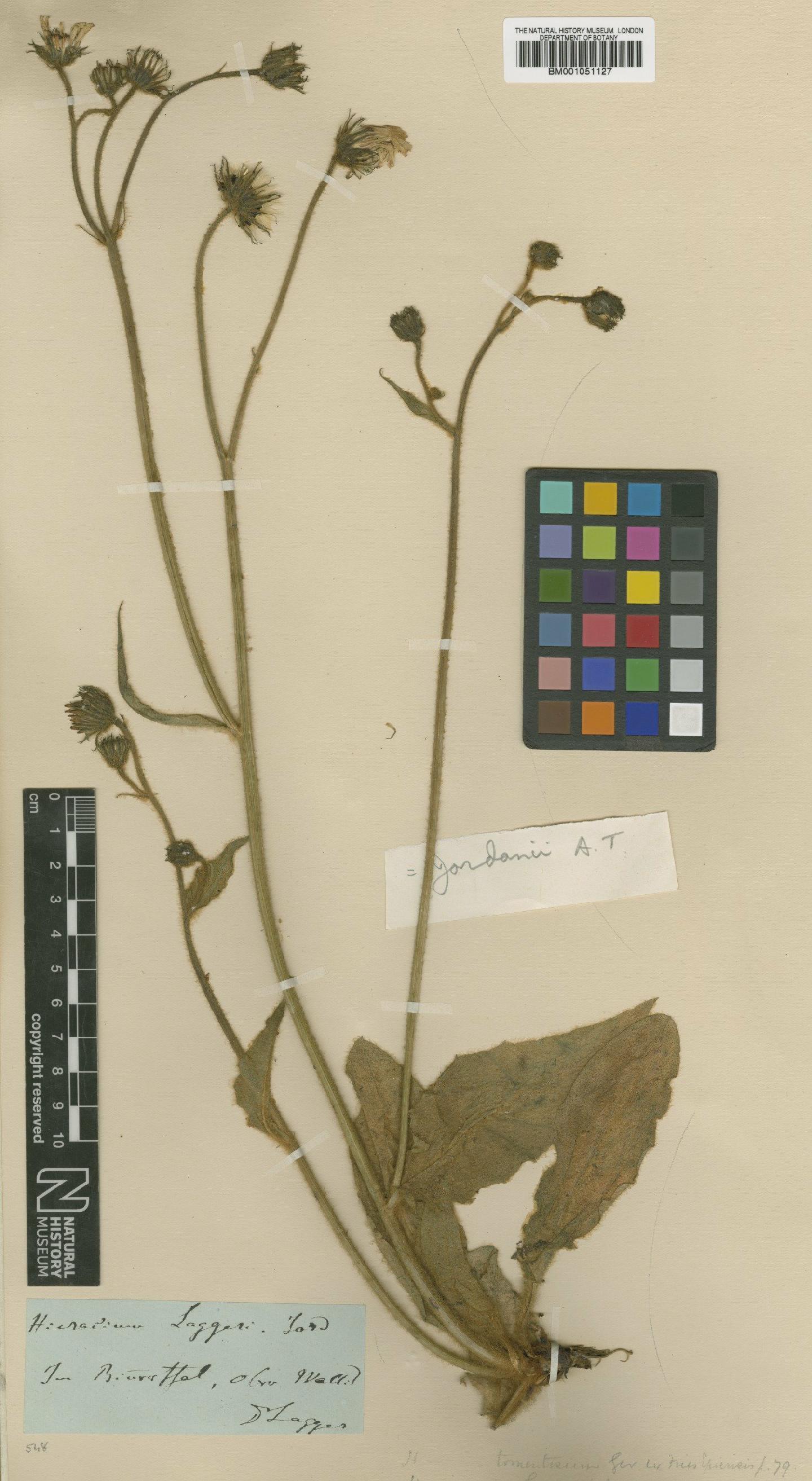 To NHMUK collection (Hieracium jordanii Arv.-Touv.; TYPE; NHMUK:ecatalogue:2421668)