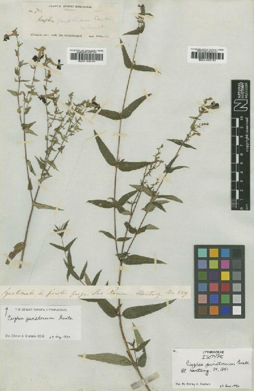Cuphea pinetorum Benth. - BM001008143
