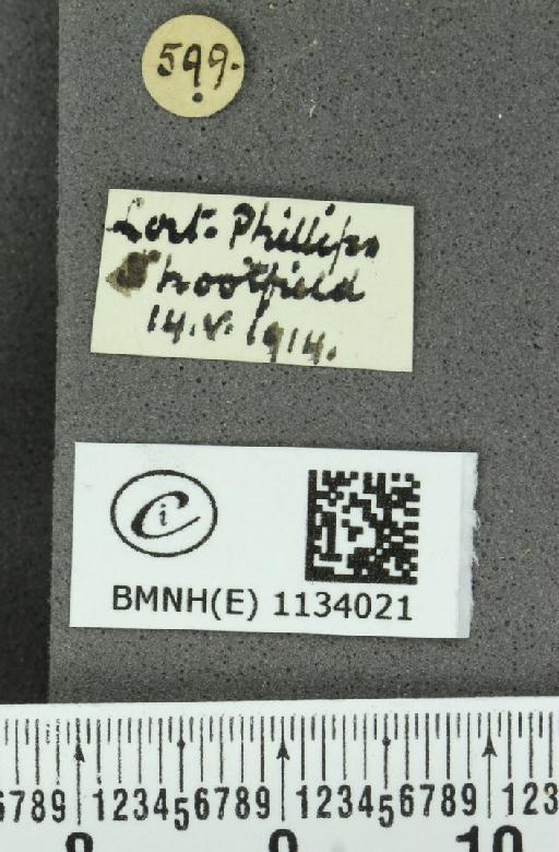 Callophrys rubi rubi (Linnaeus, 1758) - BMNHE_1134021_label_97704