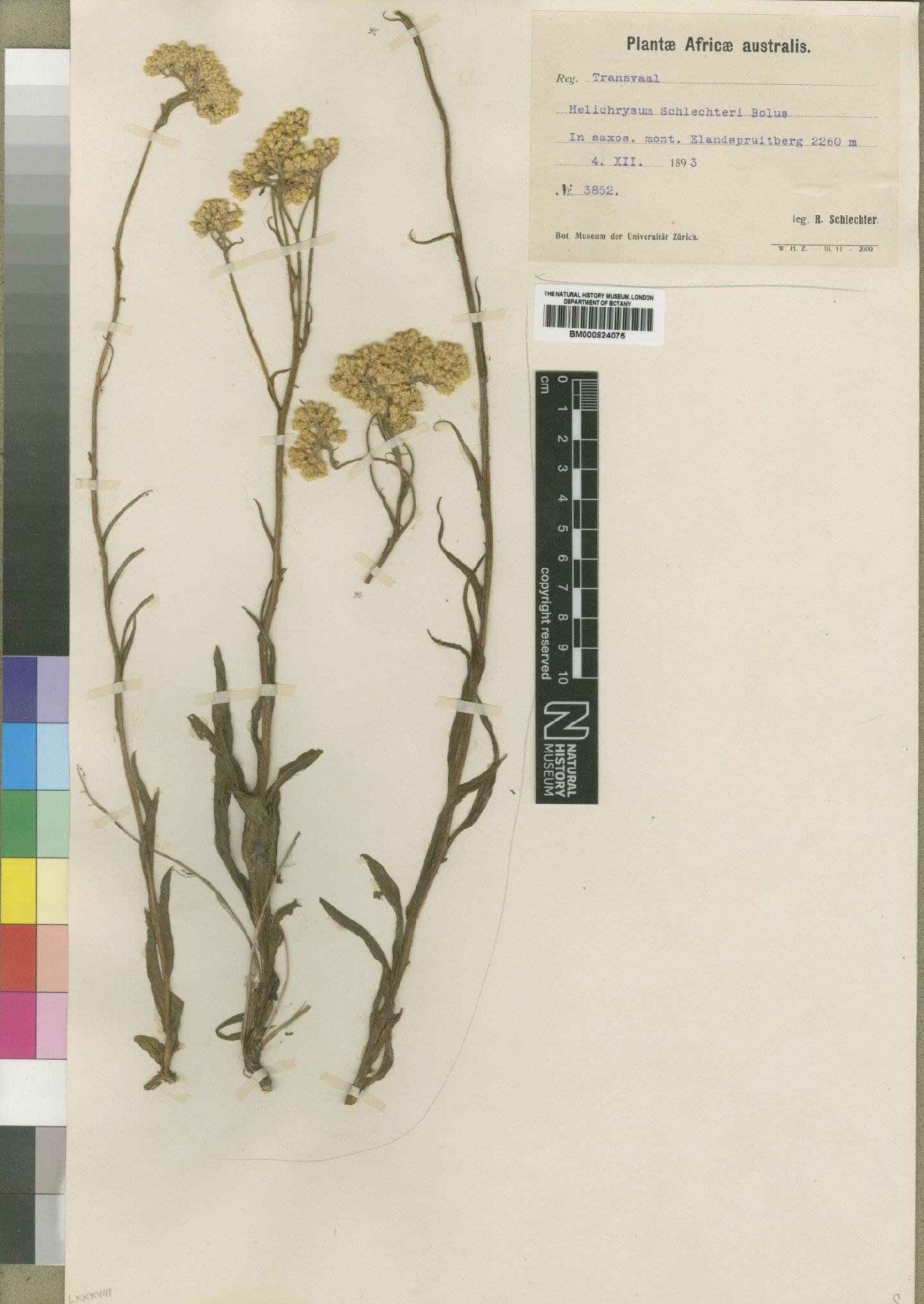 To NHMUK collection (Helichrysum acutatum DC.; Type; NHMUK:ecatalogue:4529103)