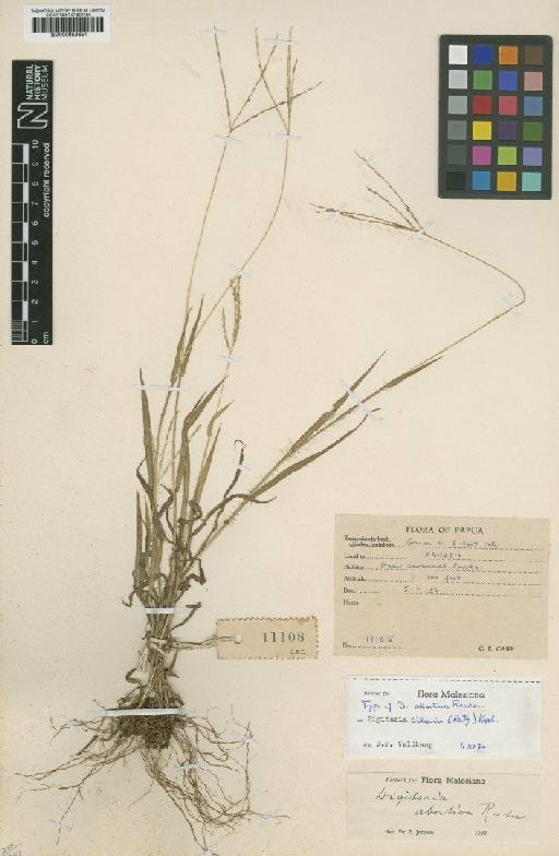 Digitaria ciliaris (Retz.) Koeler - BM000959651