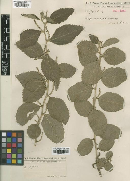Bernardia paraguariensis Chodat & Hassl. - BM000947431