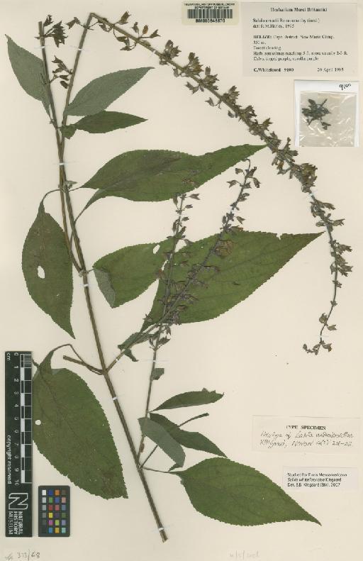 Salvia whitefoordiae Klitg. - BM000648870