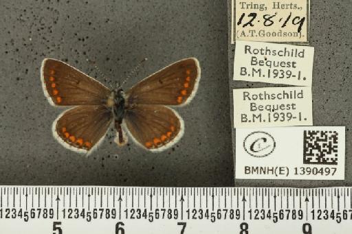 Aricia agestis (Denis & Schiffermüller, 1775) - BMNHE_1390497_180976