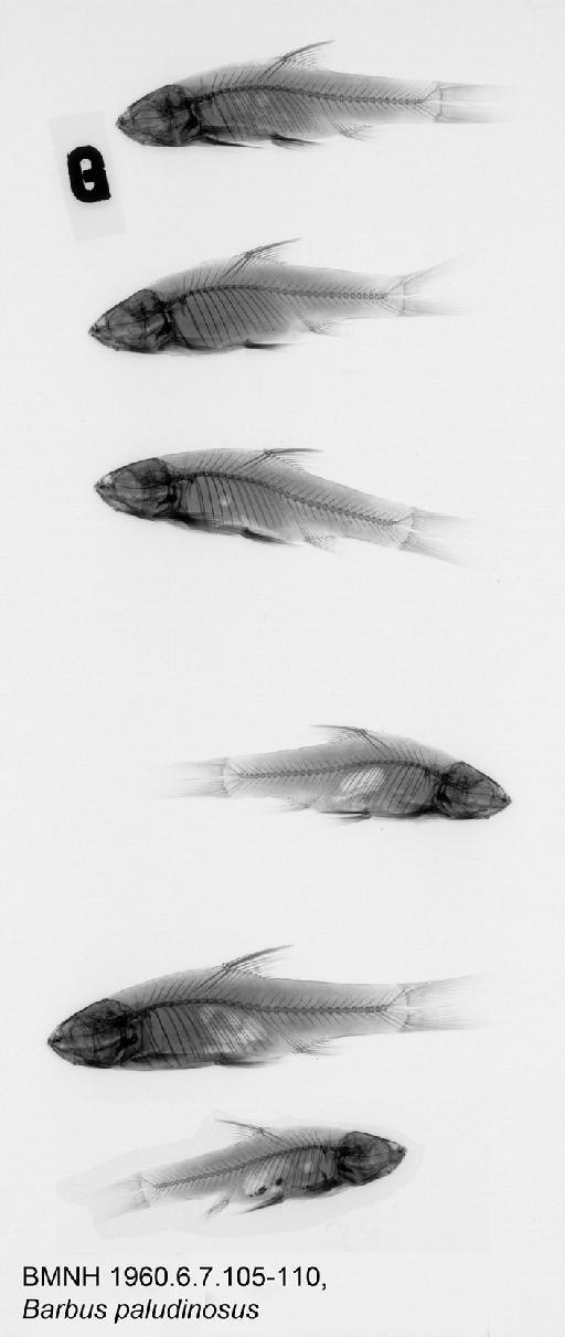 Barbus paludinosus Peters, 1852 - BMNH 1960.6.7.105-110, Barbus paludinosus Radiograph