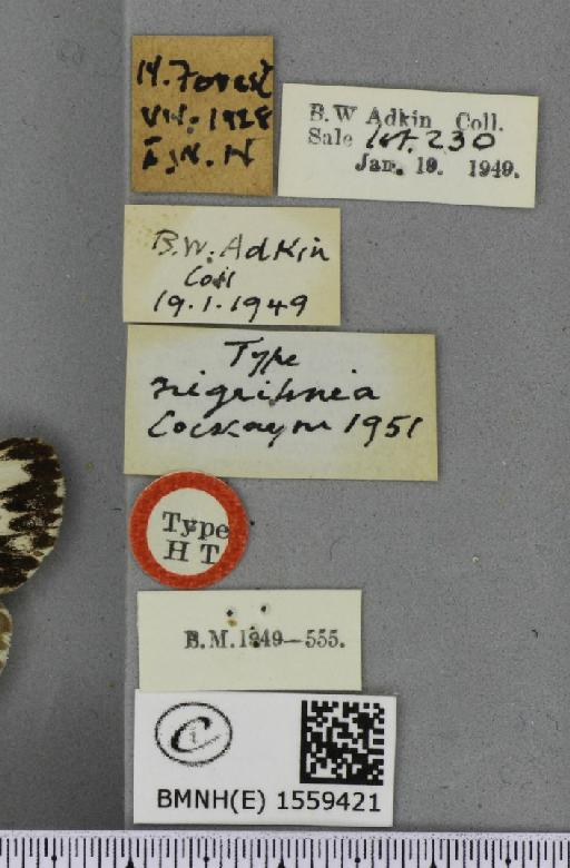 Lymantria monacha ab. nigrilinea Cockayne, 1951 - BMNHE_1559421_label_252117