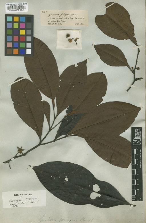 Guatteria punctata (Aubl.) R.A.Howard - BM000546439
