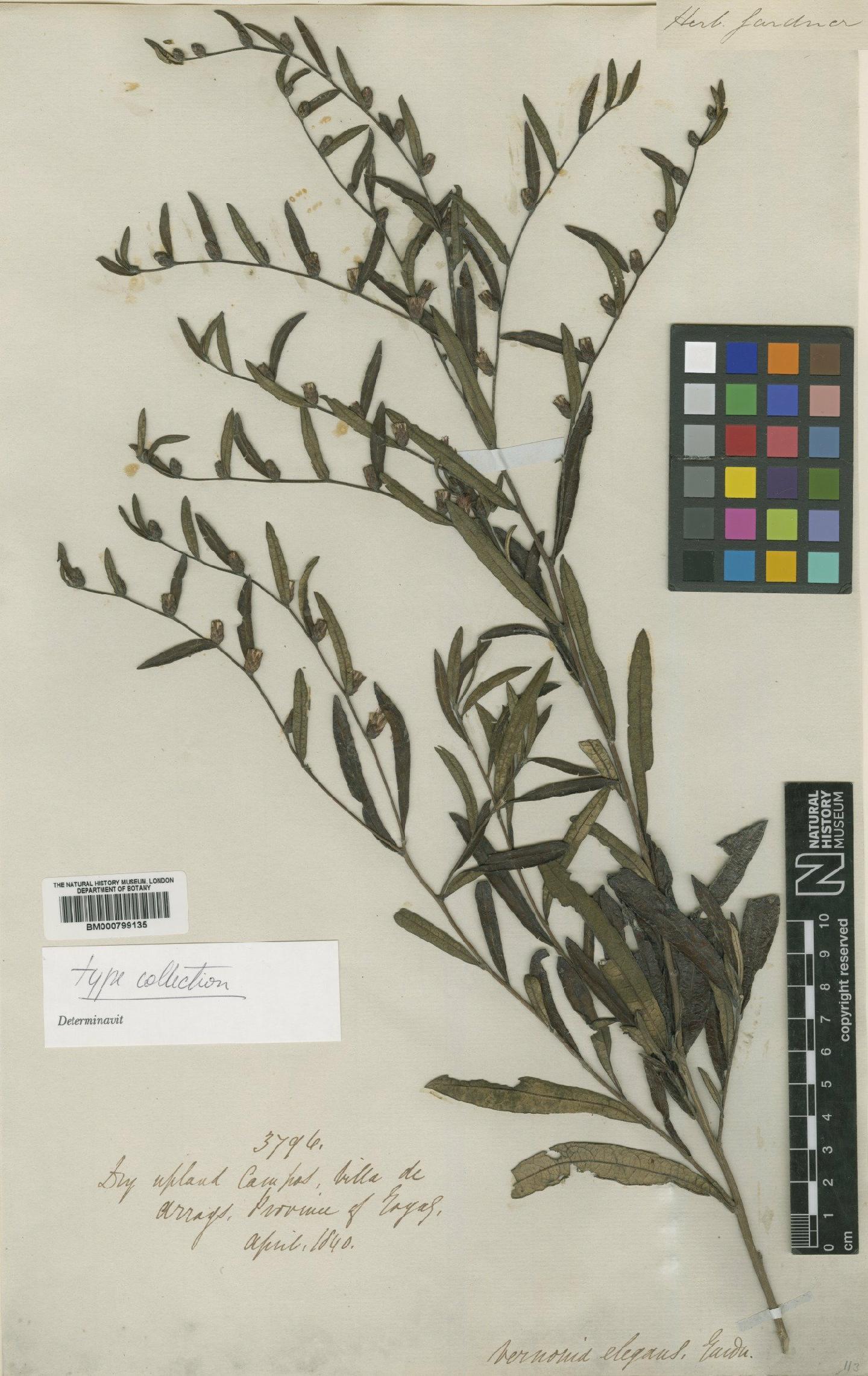 To NHMUK collection (Vernonia elegans Gardner; Type; NHMUK:ecatalogue:4991458)