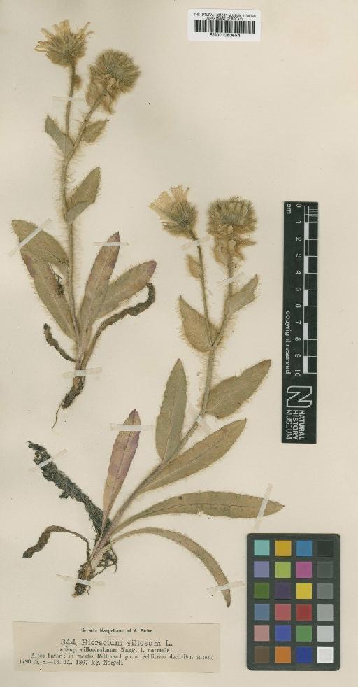 Hieracium villosum subsp. villosissimum Nägeli - BM001050654