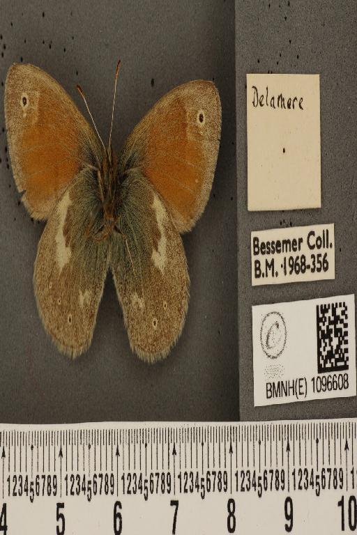 Coenonympha tullia davus ab. parviocellata Pionneau, 1937 - BMNHE_1096608_7930