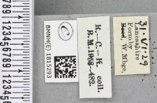 Eupithecia pygmaeata (Hübner, 1799) - BMNHE_1815293_label_382437
