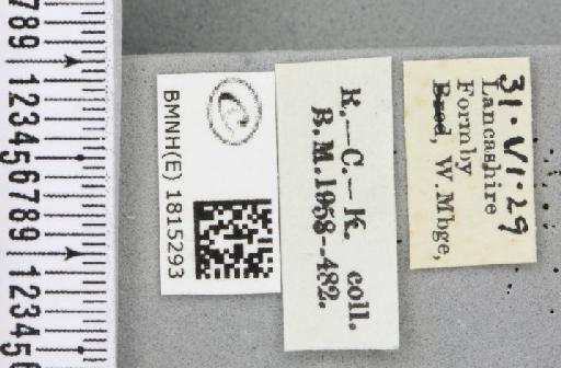 Eupithecia pygmaeata (Hübner, 1799) - BMNHE_1815293_label_382437