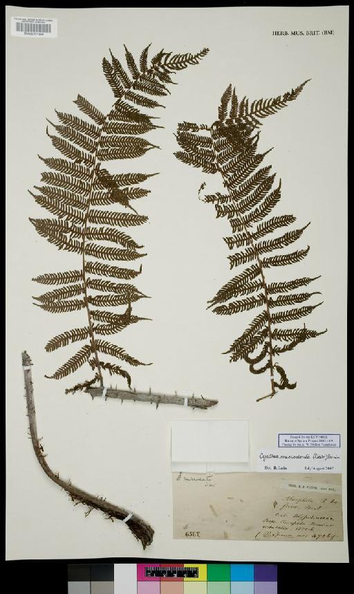 Alsophila ferox C.Presl - Spruce - BM000777360