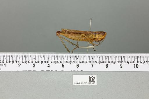 Oxya japonica vitticollis (Blanchard, 1853) - 012498362_reverse