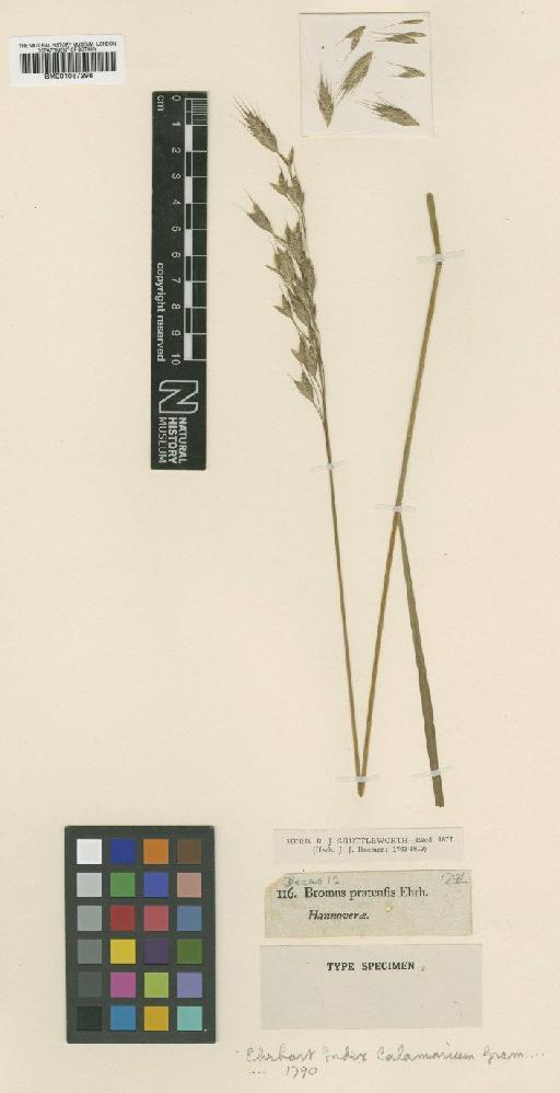 Bromus pratensis Ehrh. - BM001067298