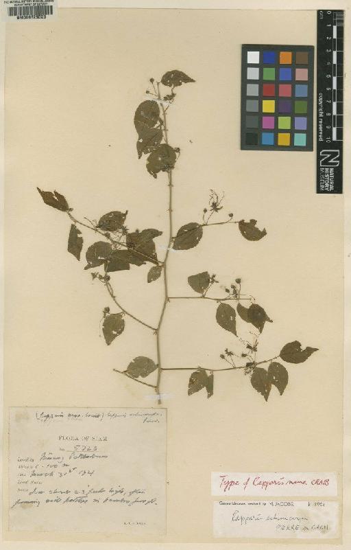 Capparis echinocarpa Pierre ex Gagnep. - BM000629528