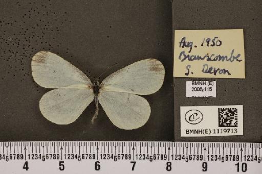 Leptidea sinapis sinapis Linnaeus, 1758 - BMNHE_1119713_74516