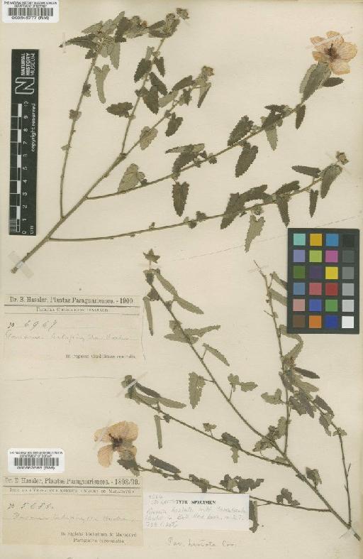 Pavonia belophylla Hochr - BM000583566