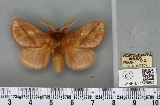 Euthrix potatoria (Linnaeus, 1758) - BMNHE_1529862_197306