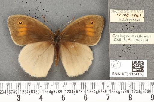 Maniola jurtina insularis ab. transformis Leeds, 1950 - BMNHE_1174190_39610