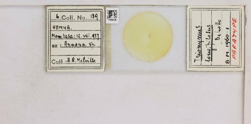 Crisicoccus longipilosus De Lotto, 1961 - 010715037__