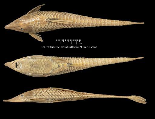 Oxyloricaria robusta Regan, 1904 - BMNH 1895.5.17.89, LECTOTYPE, Oxyloricaria robusta