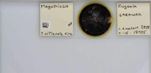 Megatrioza vitiensis Kirkaldy, 1907 - 013483268_117202_1146421_161184_NonType_result
